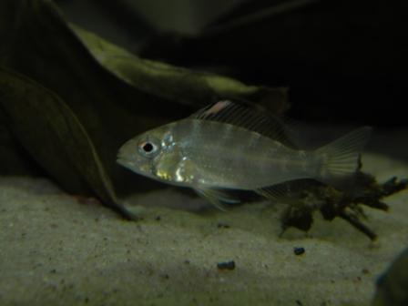 Acarichthys heckelli