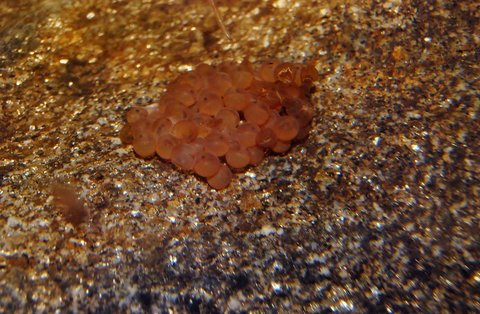 Cluster of eggs on stone