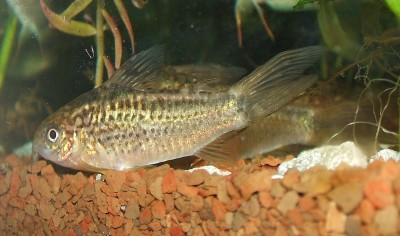 Corys 4.jpg