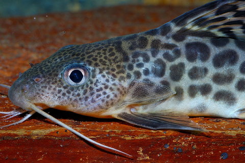 Synodontis pardalis Head.jpg