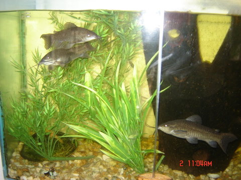 loach 008.JPG