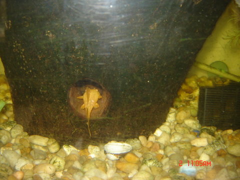 loach 009.JPG