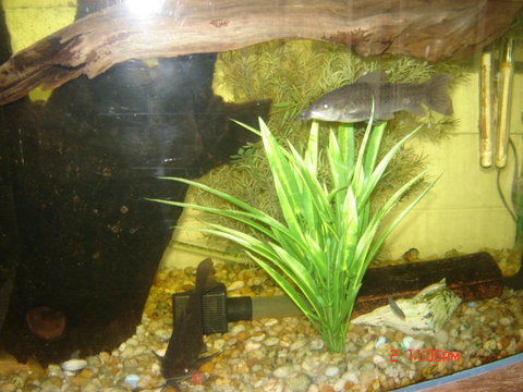 loach 013.JPG