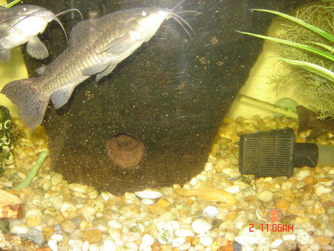 loach 014.JPG