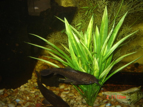 loach 023.JPG