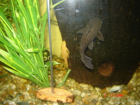 loach 025.JPG