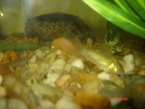 loach 029.JPG