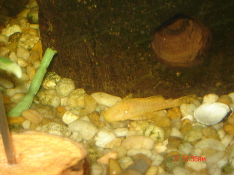 loach 064.JPG