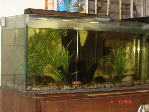 loach 058.JPG