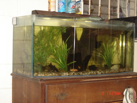 loach 057.JPG