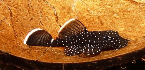 Ancistrus dolichopterus 4 cm w.jpg