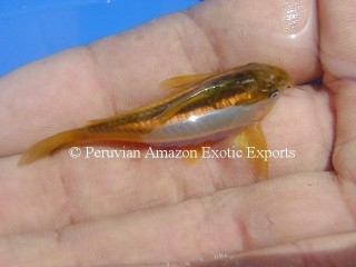 Corydoras orange lazors.JPG