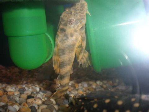 pleco1.JPG