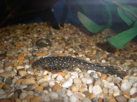 pleco2.JPG