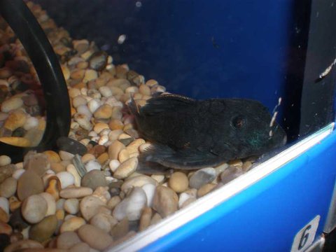 pleco3.JPG