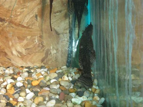 pleco4.JPG