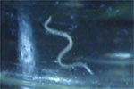 white worm from Nui's tank - now in glass