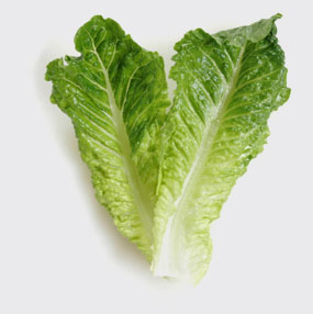 lettuce.jpg