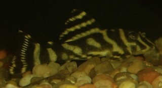 pleco 001 side.jpg