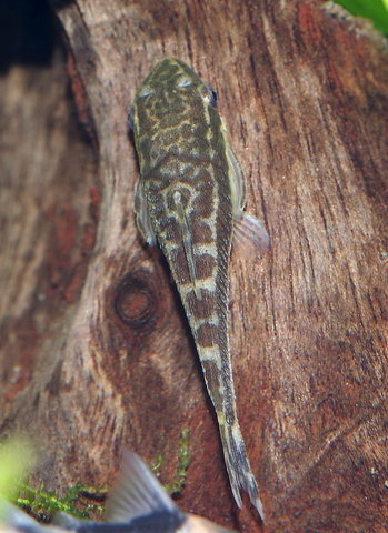 top down view of female from the pair