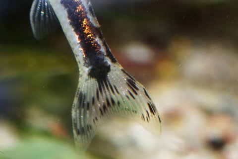 caudal fin detail of the female from the pair