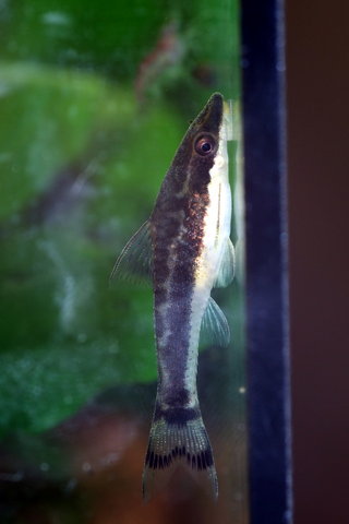 Female #2, similar to female #1 but with different pattern on caudal fin