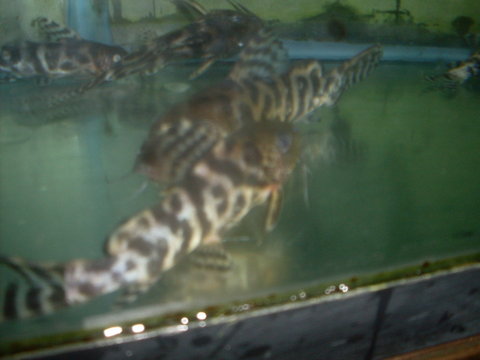 synodontis ornatipinnis2.jpg