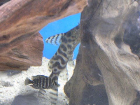 synodontis ornatipinnis3a.jpg