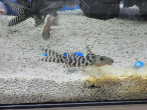 synodontis ornatipinnis5b.jpg