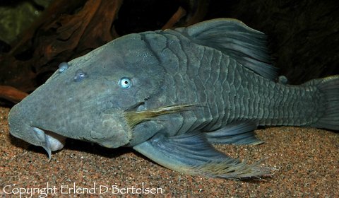 Panaque cochliodon