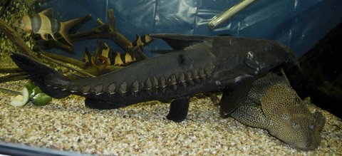 Niger with 18inch Plec.