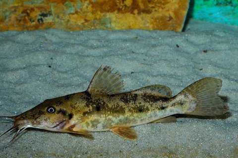 Auchenoglanis sp Bouche at 20 cm.jpg