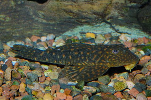 Uruguayan Pleco II.jpg