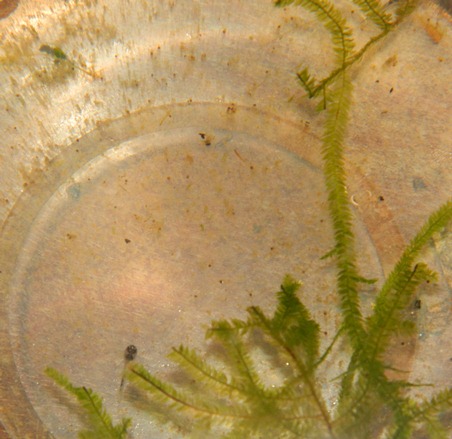 Corydoras sterbai - 2 days