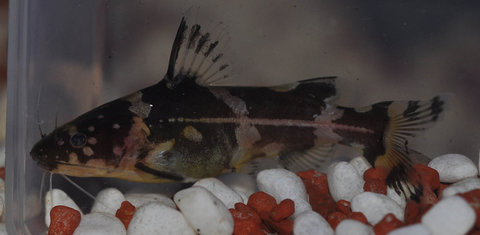 Pseudomystus sp. (1).JPG