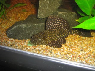 this is rocky the  &quot;gold gibbi spot pleco&quot; haha