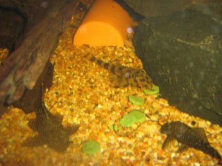 this is him/her feeding with some of its tank mtaes