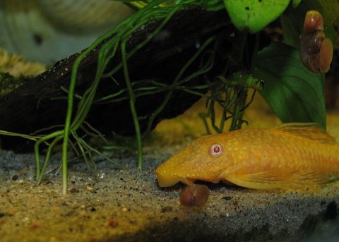 Ancistrus sp. albino