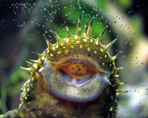 Ancistrus sp. jaws