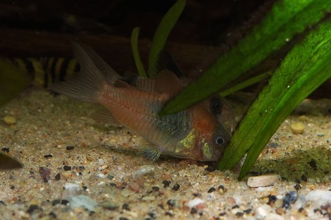 c.venezuelanus adult female