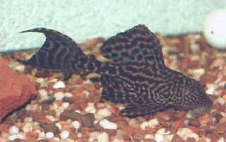 snpleco.jpg