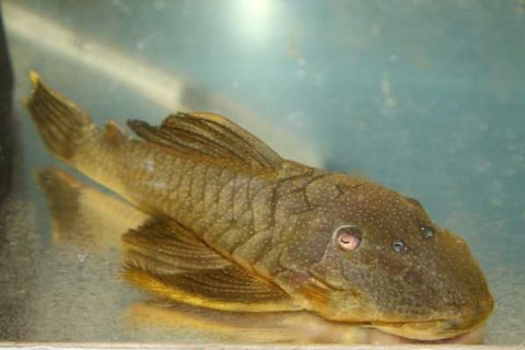 Baryancistrus hanthellus from the Rio Tocantins