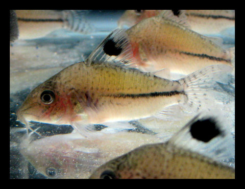 corydoras sp.jpg