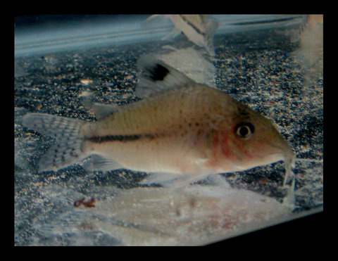 corydoras-2.jpg