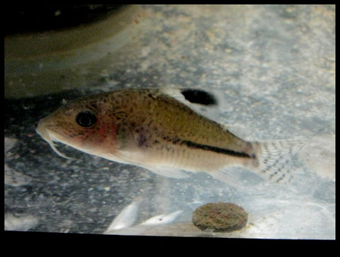 corydoras-3.jpg