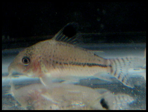 corydoras-4.jpg