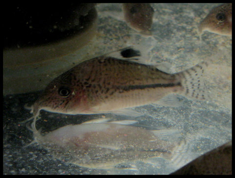 corydoras-5.jpg