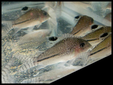 corydoras-6.jpg