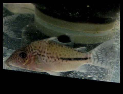 corydoras-8.jpg