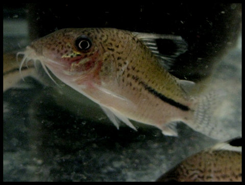 corydoras-7.jpg